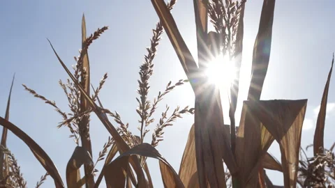 Summer without rain. Corn field, 2022, Germany Video stock 231301047