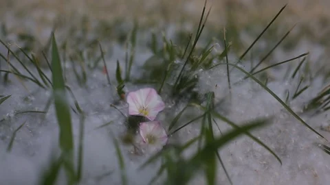 Summer wonderland Stock Footage 109546948