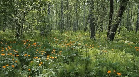 Summer wood 1 Stock Footage 10570740