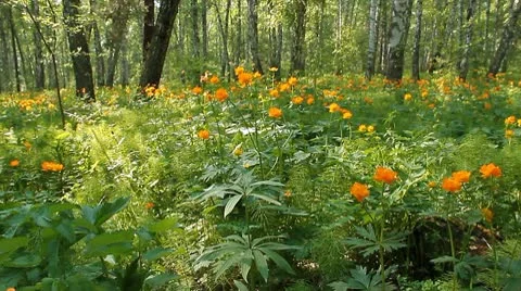 Summer wood 10 Stock Footage 10682126