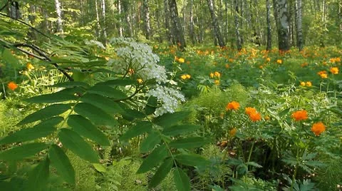 Summer wood 11 Stock Footage 10682120