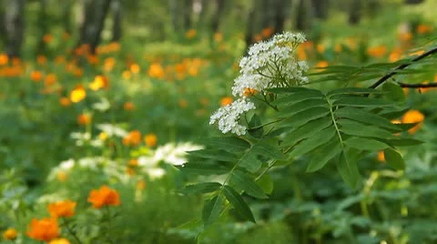 Summer wood 12 Stock Footage 10682091