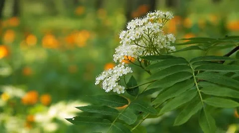 Summer wood 13 Video stock 10682106