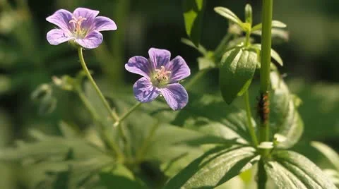 Summer wood 15 Stock Footage 10682082