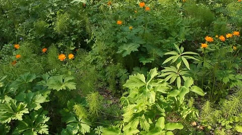 Summer wood 2 Stock Footage 10599853