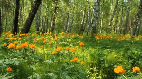 Summer wood 3 Stock Footage 10682114