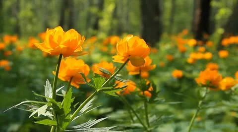 Summer wood 4 Stock-Footage 10682102