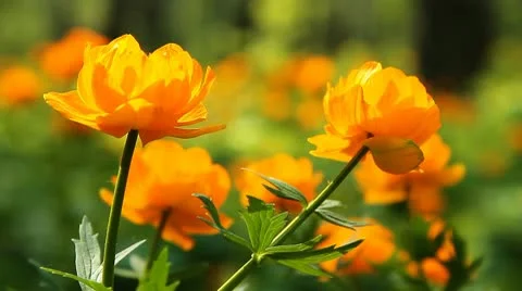 Summer wood 5 Stock Footage 10682099