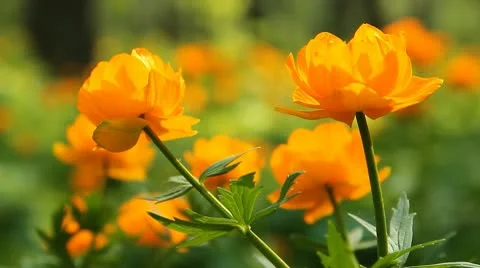 Summer wood 7 Stock Footage 10682093