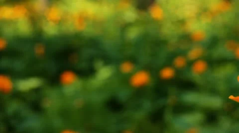Summer wood 8 Video stock 10682097