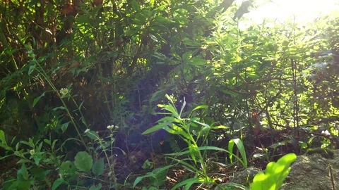 The summer wood: Stockbeeldmateriaal 80150305