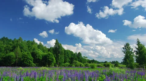 Summer in the woods 스톡 동영상 24775089