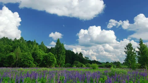 Summer in the woods Stock Footage