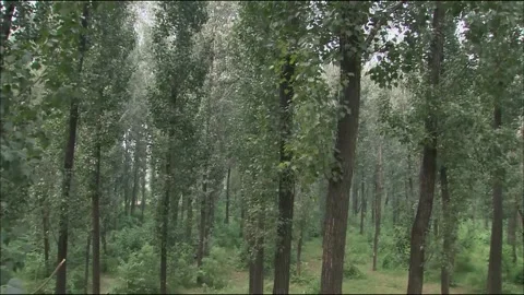 Summer woods Video stock 235264592