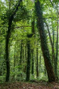 Summer Woods Foto stock