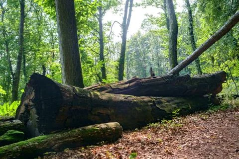 Summer Woods Stock Photos