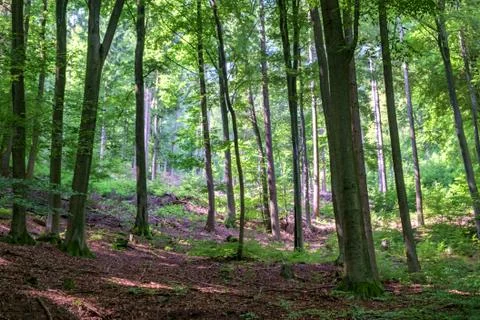Summer Woods Stock Photos