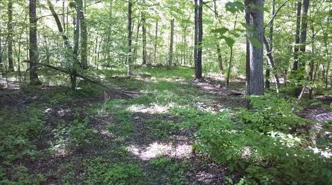 Summer Woods Stock Photos