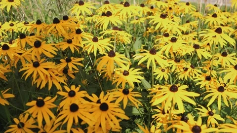 Summer yellow flowers background abstract Stock Footage 282441870
