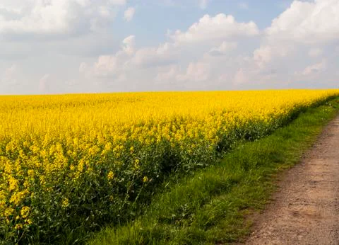 Summer Yellow Meadow Stock Photos