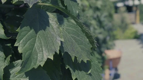 Summer3 Stock Footage 138923250