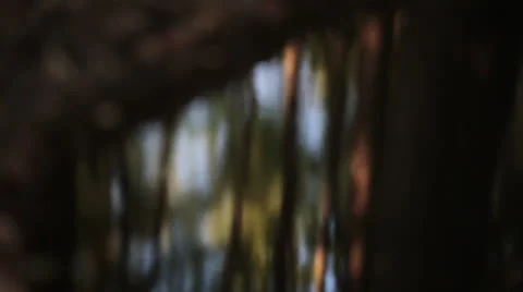 Summer_park_2 Stock Footage 26184194