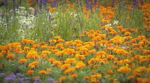 SummerFlowers01 Stock Footage