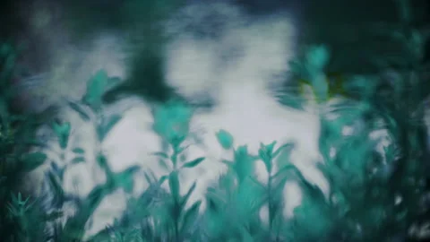 Summer，Lotus Pond，Ripple，inverted reflection in water，petal,wind Stock Footage 233585609