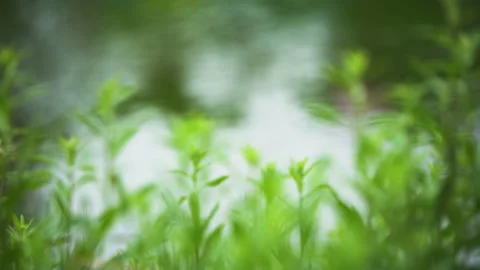 Summer，Lotus Pond，Ripple，inverted reflection in water，petal,wind Stock Footage 233597740