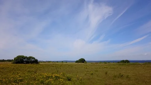 Summerly rapeseed field Stock Footage 87691558