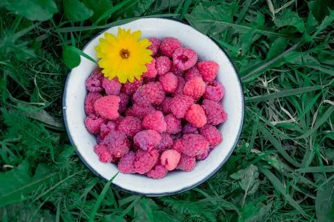 Summer's Bounty Stock Photos