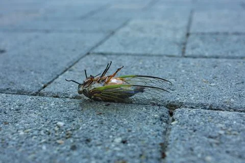 Summer's End for a Cicada Stock Photos