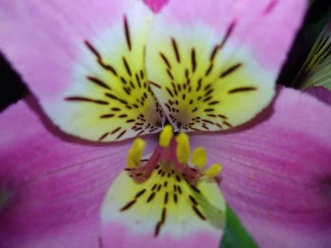 Summers flower Stock Photos