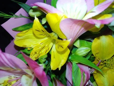 Summers flower Stock Photos