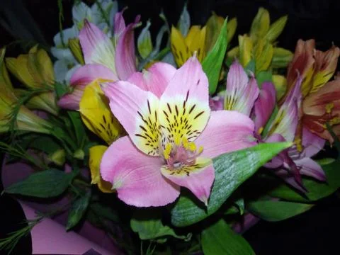 Summers flower Stock Photos