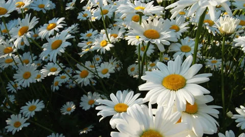 Summers Flowers 스톡 동영상 39827991