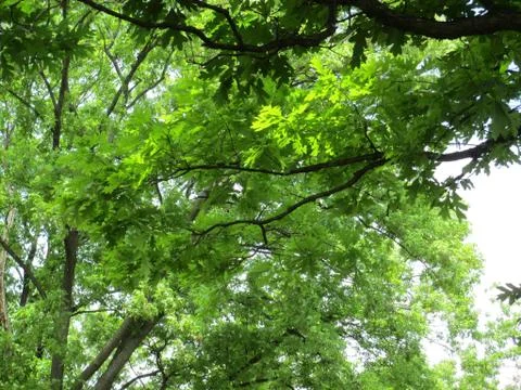 Summer's Here 库存照片