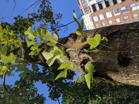 Summer's progress Foto stock