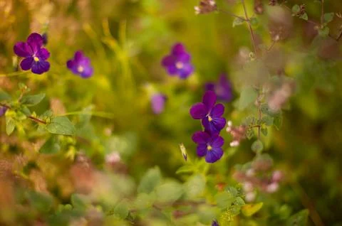 Summer's Violet Tapestry Foto stock