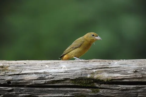 SummerTanager Stock Photos