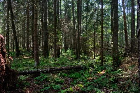 Summertime coniferous forest tree stan in sun with pines and spruces, Bialowi Stock Photos