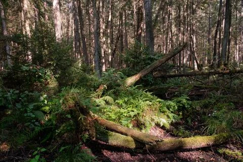 Summertime coniferous forest tree stan in sun with pines and spruces, Bialowi Stock Photos