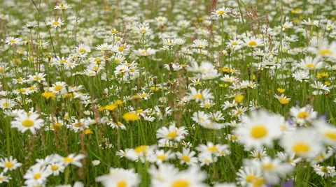 Summertime day in a flower field Stock Footage 60665045