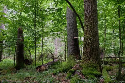 Summertime deciduous forest with broken dead spruce trees after bark beetle o Stock Photos