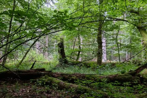 Summertime deciduous forest with broken dead tree partly declined in foregrou Foto stock