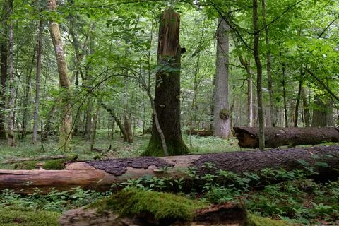 Summertime deciduous forest with broken dead tree partly declined in foregrou Stock Photos