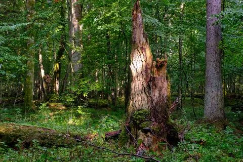 Summertime deciduous forest with broken dead tree partly declined stump in fo Stock Photos
