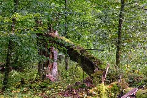 Summertime deciduous forest with broken dead tree,Bialowieza Forest,Poland,Eu Stock Photos