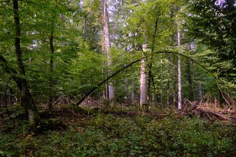 Summertime deciduous forest with broken dead tree,Bialowieza Forest,Poland,Eu Stock Photos