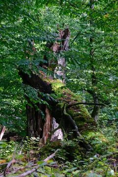 Summertime deciduous forest with broken dead tree,Bialowieza Forest,Poland,Eu Foto stock
